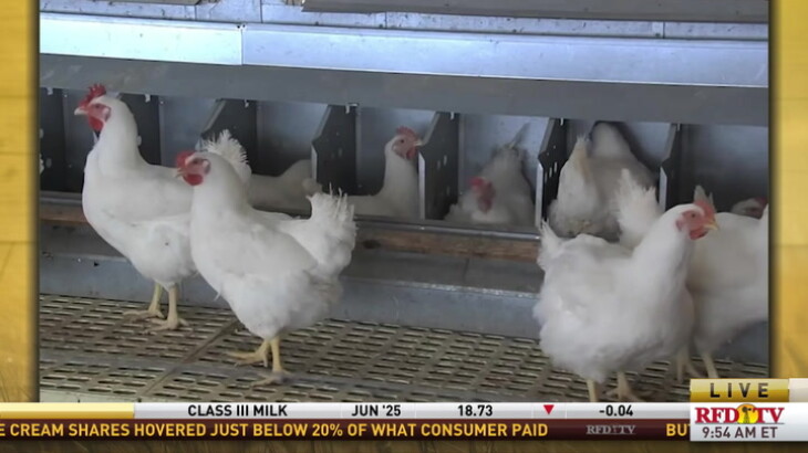 Peanuts for Poultry: Researchers are finding new ways to put this ...
