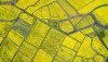 aerial view of rapeseed fields rural property farmland real estate zoning business planning_Photo by chngking via AdobeStock_198728135.jpg