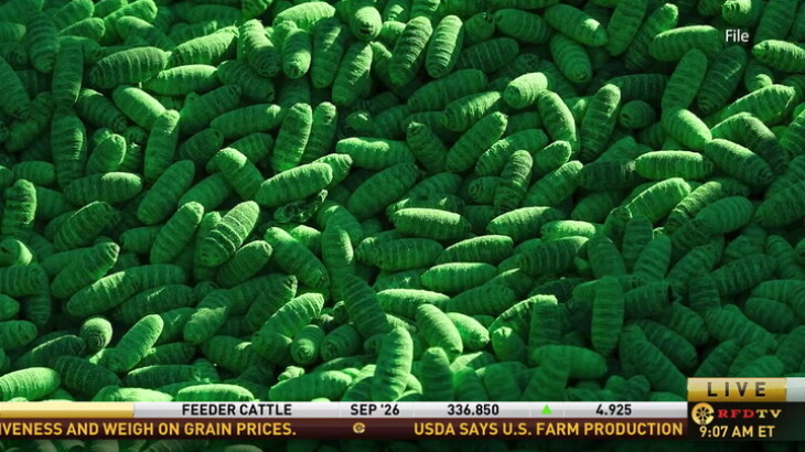 Texas Producers Stay Vigilant as Confirmed Cases of New World Screwworm Continue