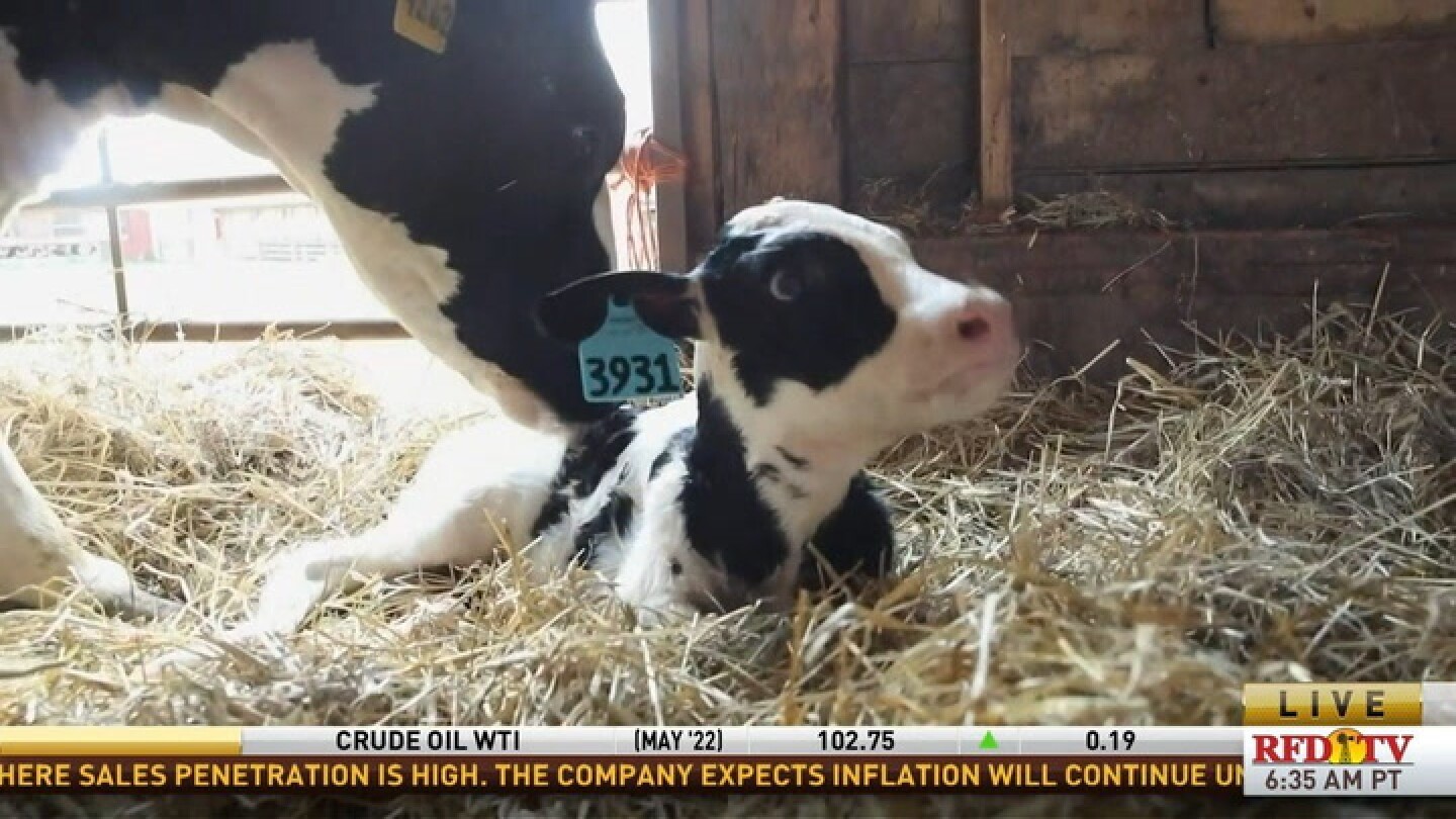 Alternatives to cow/calf separation are rejected by consumers RFDTV