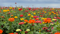 stade-farms_flowers.png