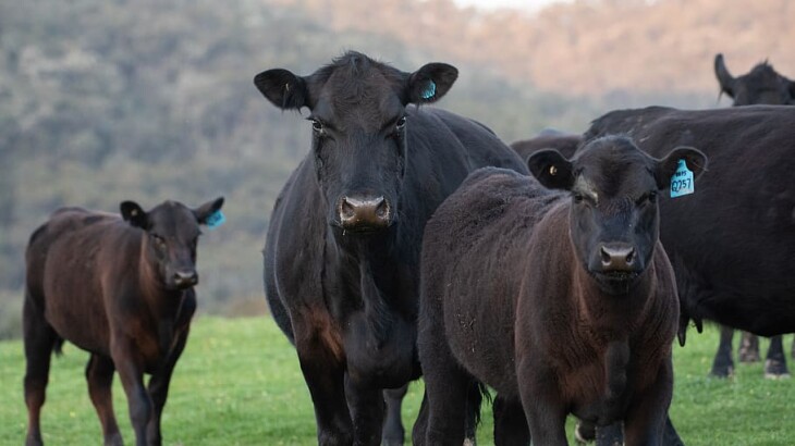 USDA Lowers Cattle Prices as Beef Output Rises