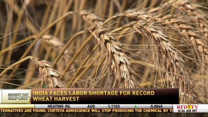 India's record wheat harvest threatened by national lockdown - RFD-TV